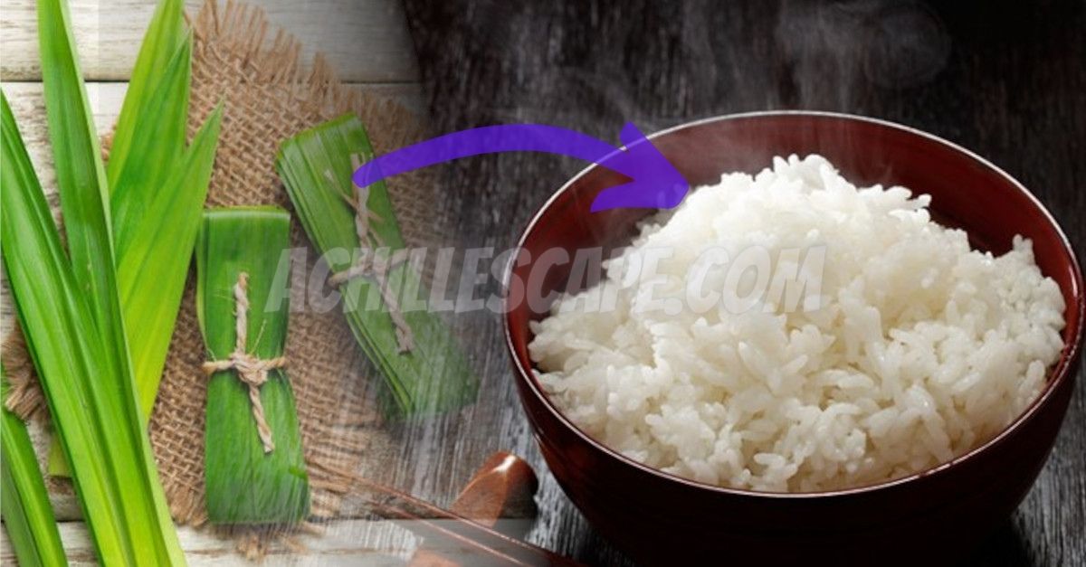 Manfaat Daun Pandan Jika Ditambahkan Pada saat Memasak Nasi, Salah Satunya Singkirkan Penyakit Ganas Ini